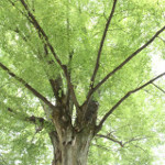 肛門の痛み