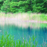 コラム痔核